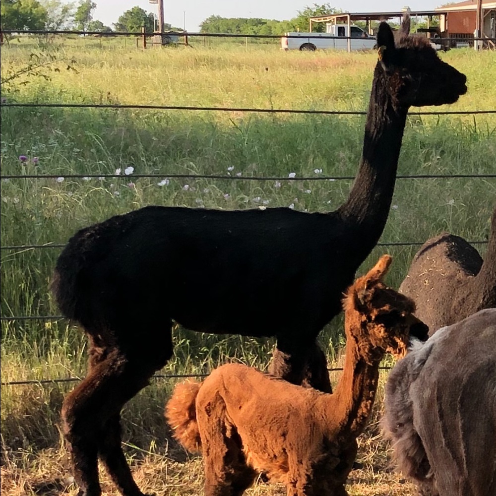 Meet your Posher, Monica